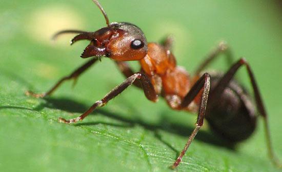 выведение муравьев в Коломне